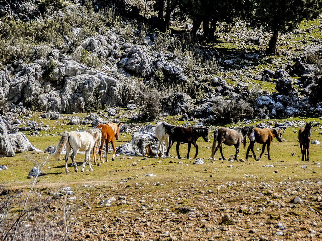 Ormana K#U00F6Y#U00Fc Ve Alt#U0131Nbe#U015Fik Ma#U011Faras#U0131 Turu turundan fotoğraf 10